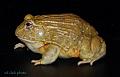 Pyxicephalus adspersus 08